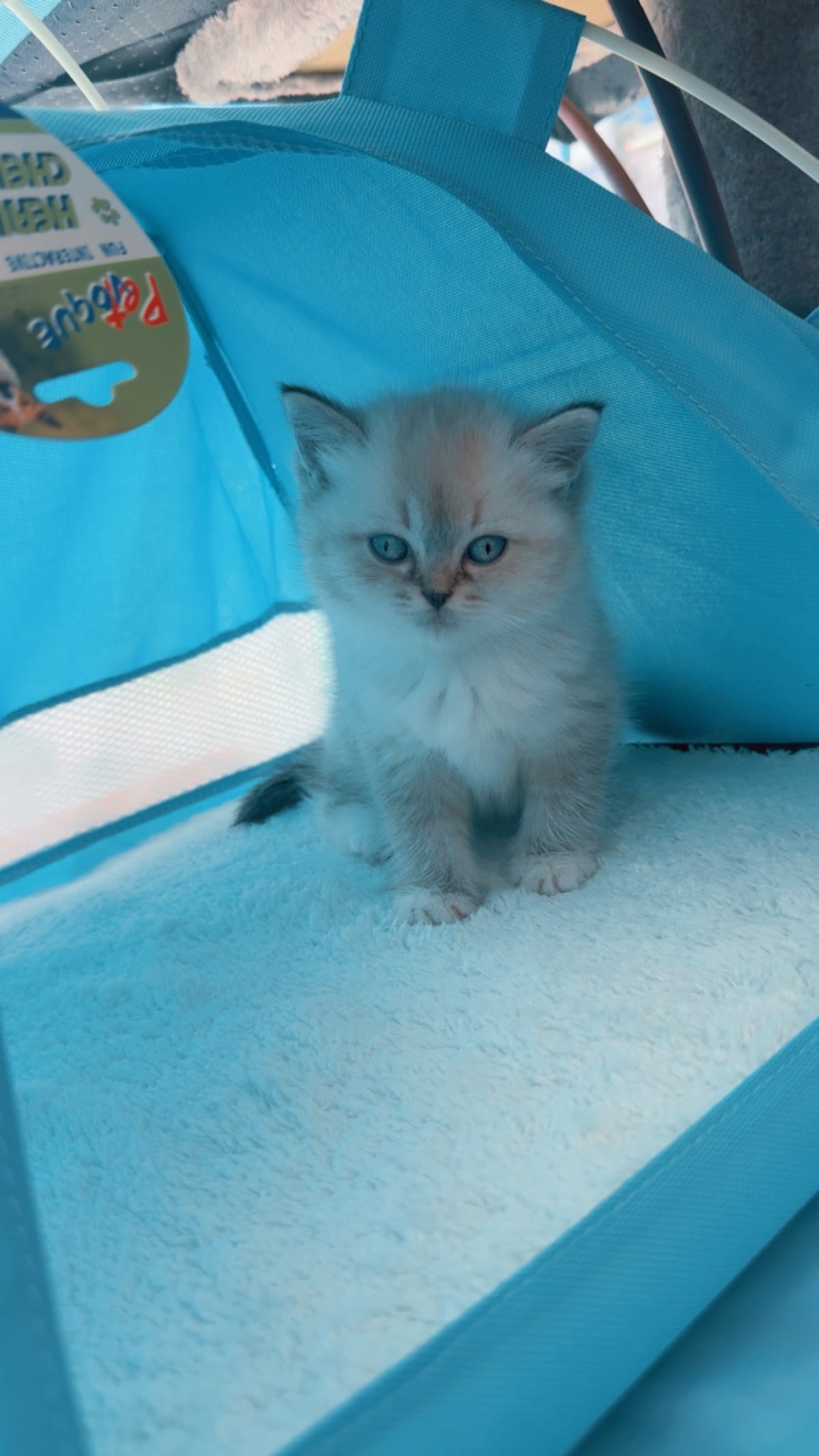 Abu Wadea Pet Store detail