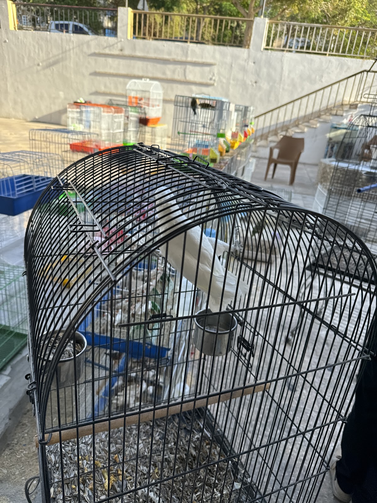 Abu Wadea Pet Store detail