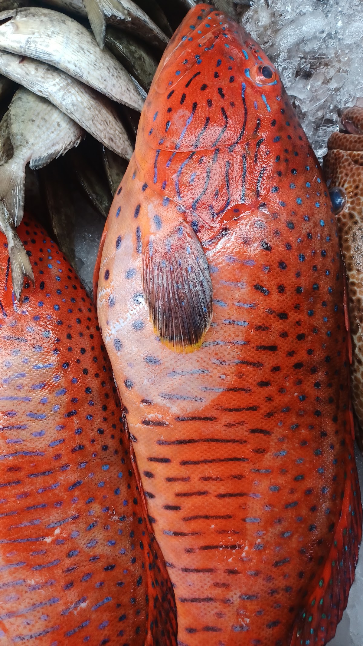 Central Fish Market detail